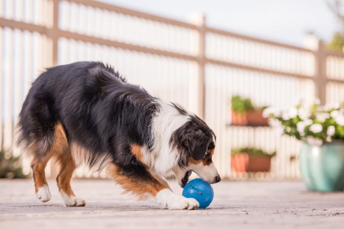 Planet Dog Orbee-Tuff Guru Bal Blauw2