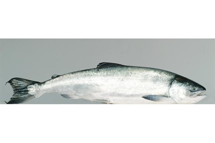 zalm-chum dogmeat