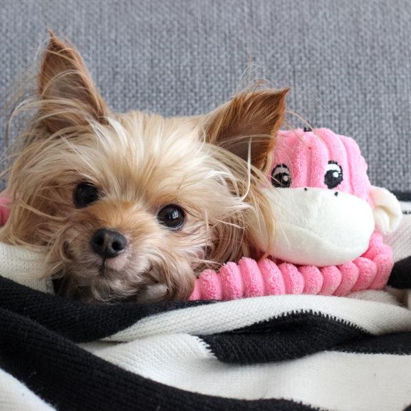 Zippypaws Spencer Crinkle Monkey S Pink3